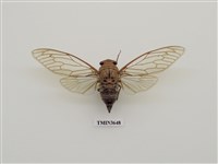 藏品(高砂長瓣蟬)的圖片